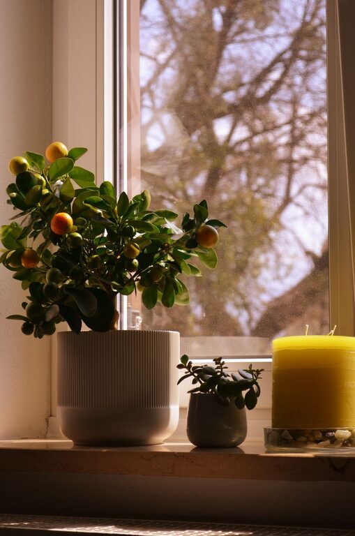 How to Refresh Your Home with Plants for a Vibrant Living Space